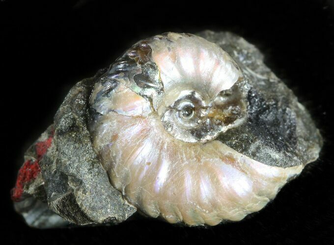 / Iridescent Hoploscaphites Ammonite - South Dakota #46878